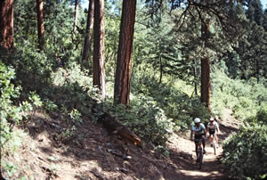 Hermosa Trail ponderosa pines